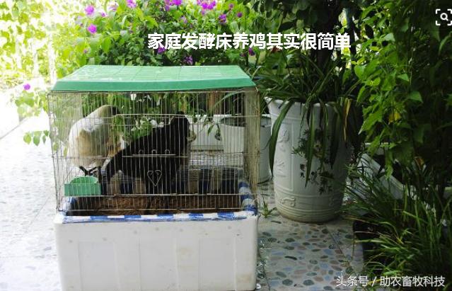 阳台养鸡发酵床注意事项,夏天阳台养鸡用发酵床养鸡可以吗