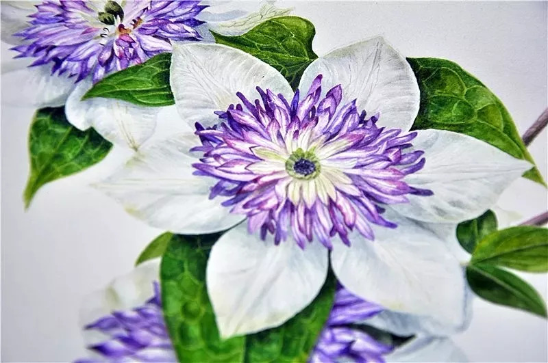 她画的超写实水彩花卉美到窒息,让人惊艳的水彩画