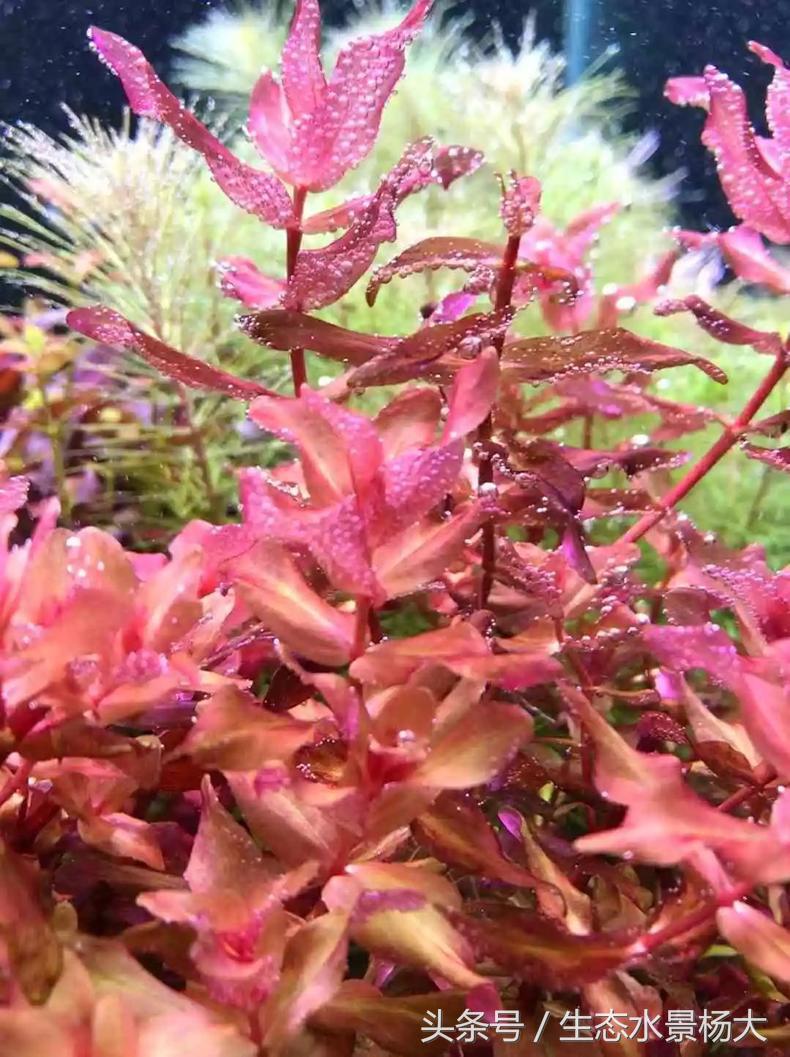 扁平形珍珠是怎么形成的,米型珍珠怎么形成的