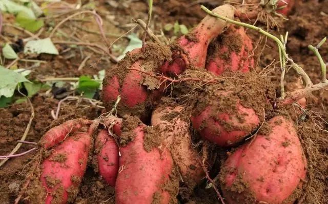 红薯土法保存的红薯不烂,红薯种植技术红薯储存