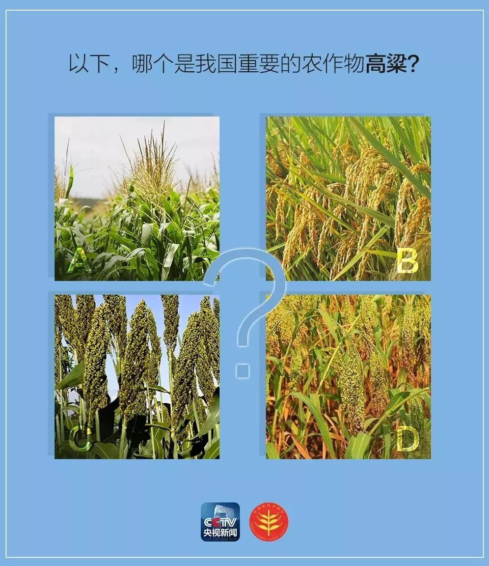 中国五谷丰收节,农民丰收节是哪五谷
