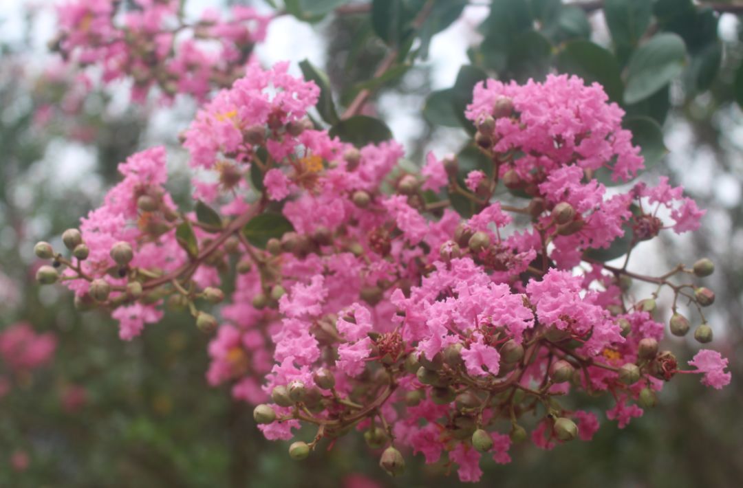 最好看的紫薇花美景,初秋靓丽的紫薇花