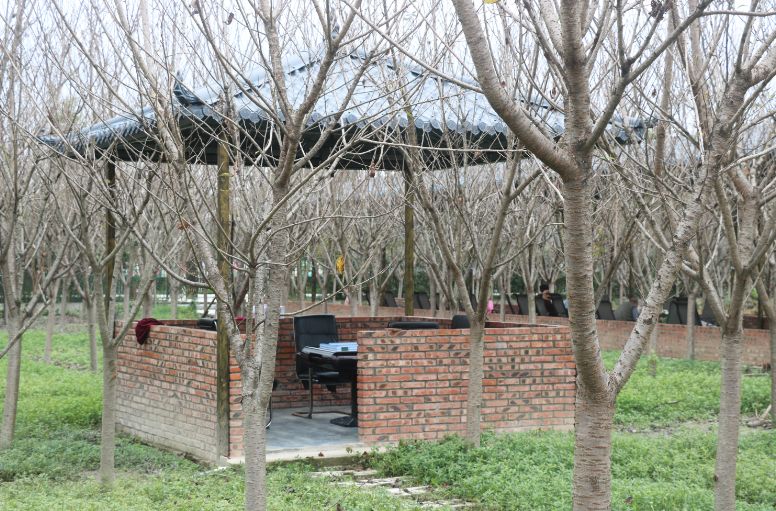 最好看的紫薇花美景,初秋靓丽的紫薇花