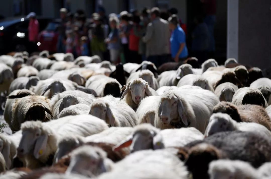 2018直播丰收节：笑喷！体育名嘴孙正平来杨凌，解说牛、羊、西瓜的大检阅！