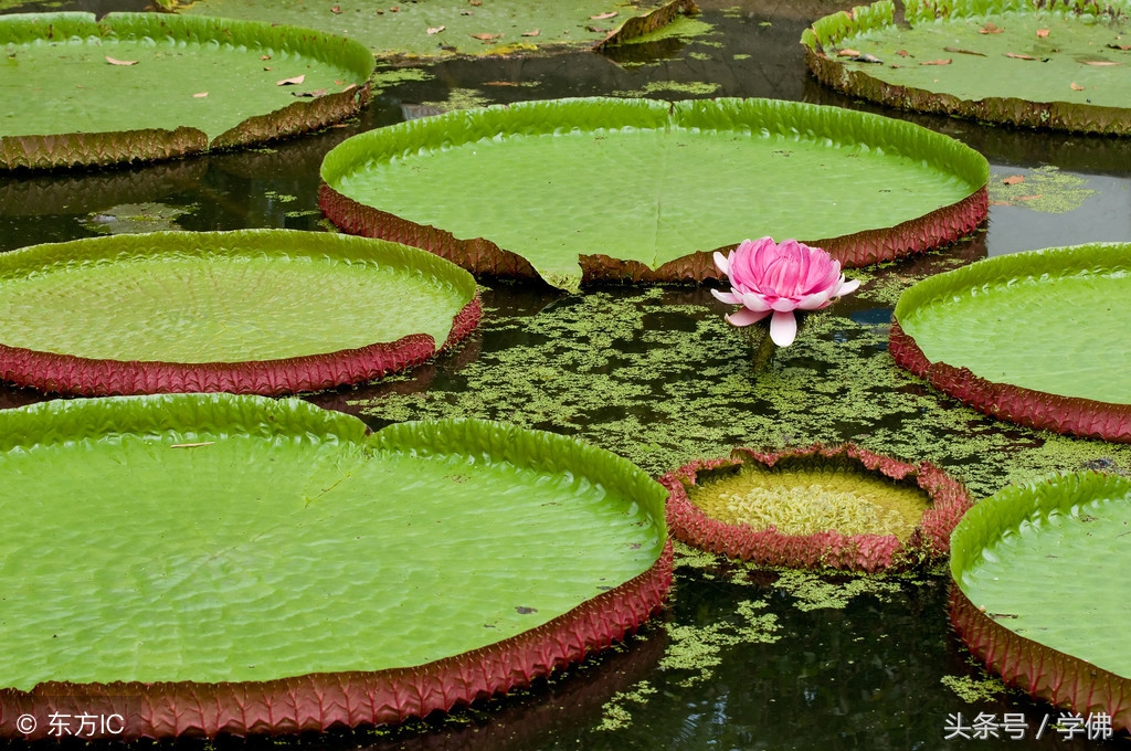 家规十诫背诵,家规十诫