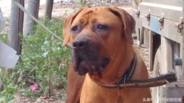 世界上最强的五大猛犬,世界五大最强悍猛犬