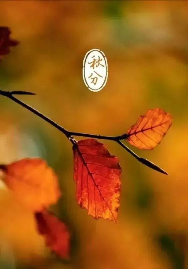 秋分中国农民丰收节会议视频,秋分共庆中国农民丰收节