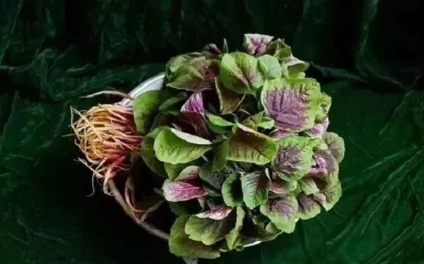 秋分中国农民丰收节会议视频,秋分共庆中国农民丰收节