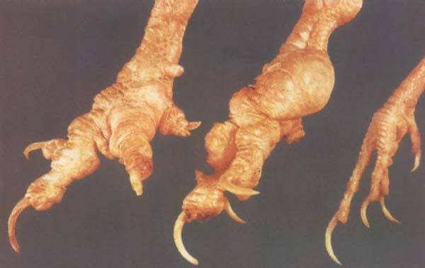 鸡痛风的症状及治疗方法,鸡痛风是什么原因引起的