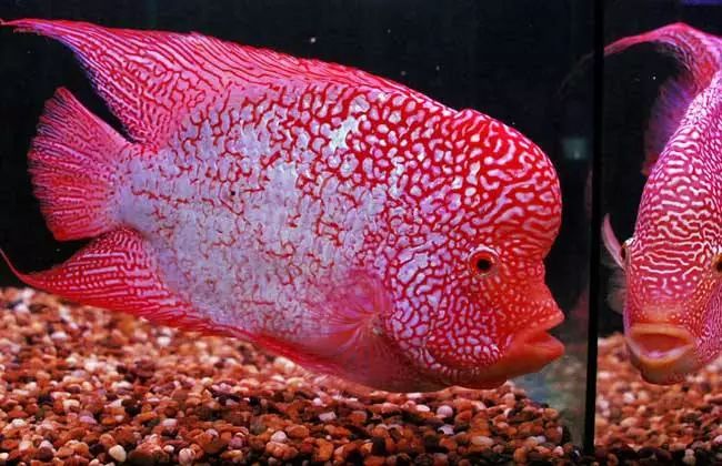 罗汉鱼风水讲究图解,罗汉鱼讲究风水吗视频讲解