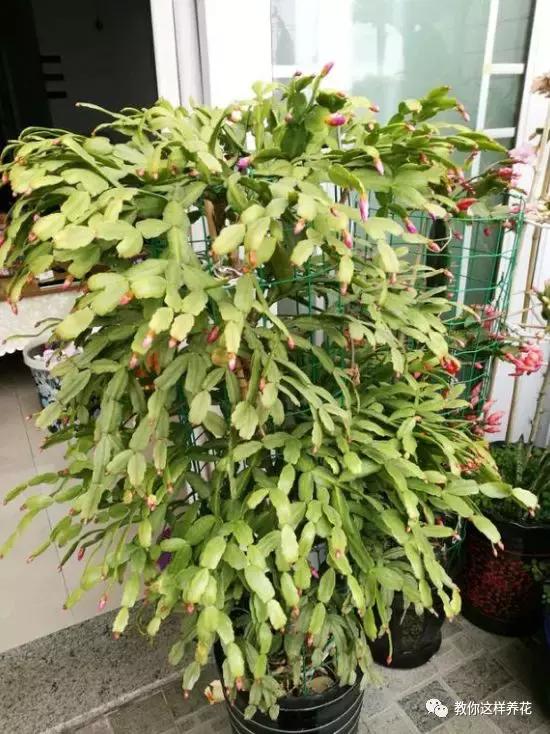 绿萝洗干净就可以水养了么,绿萝吊兰长势慢