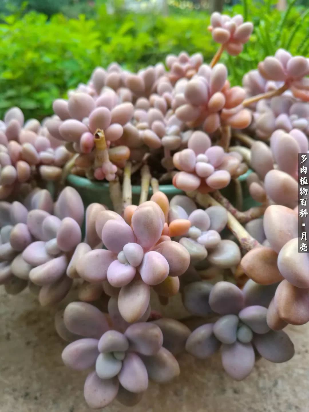 养了五年多肉没一盆“干货”？终于总结出原因了！