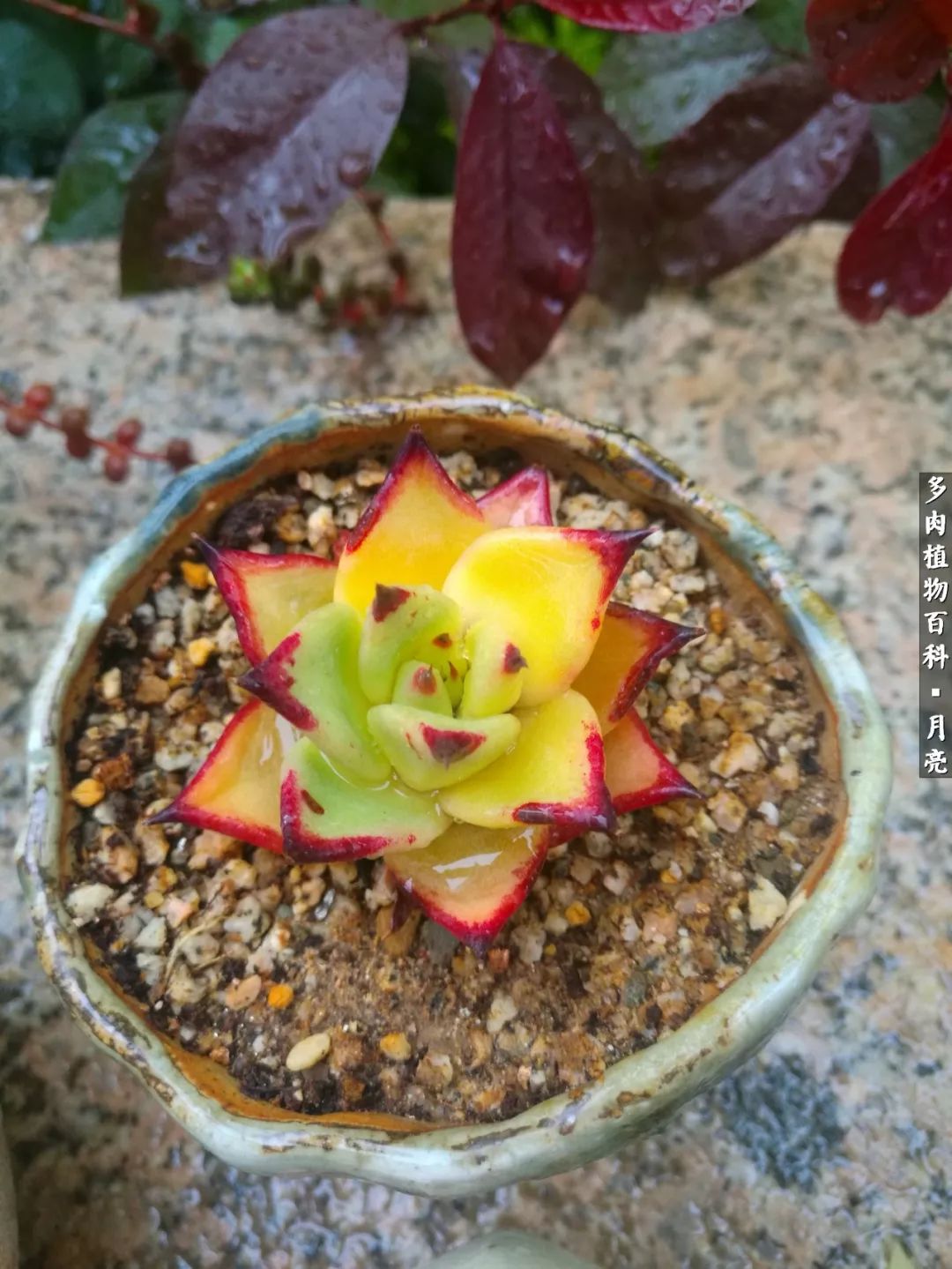 养了五年多肉没一盆“干货”？终于总结出原因了！