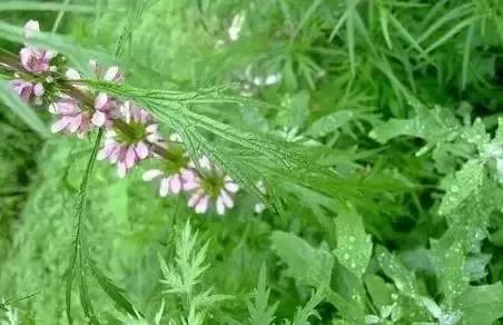 赣榆人讨厌的这个野果子，有人专门来捡赚钱，榨油吃了能防癌……