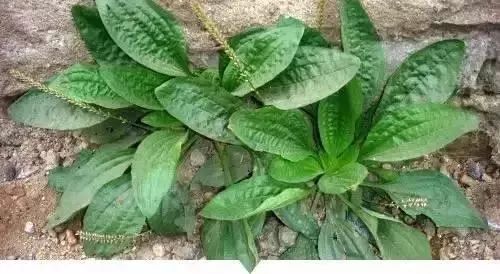 赣榆人讨厌的这个野果子，有人专门来捡赚钱，榨油吃了能防癌……