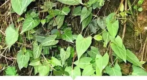 赣榆人讨厌的这个野果子，有人专门来捡赚钱，榨油吃了能防癌……