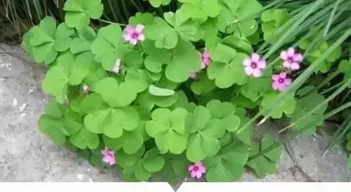 赣榆人讨厌的这个野果子，有人专门来捡赚钱，榨油吃了能防癌……