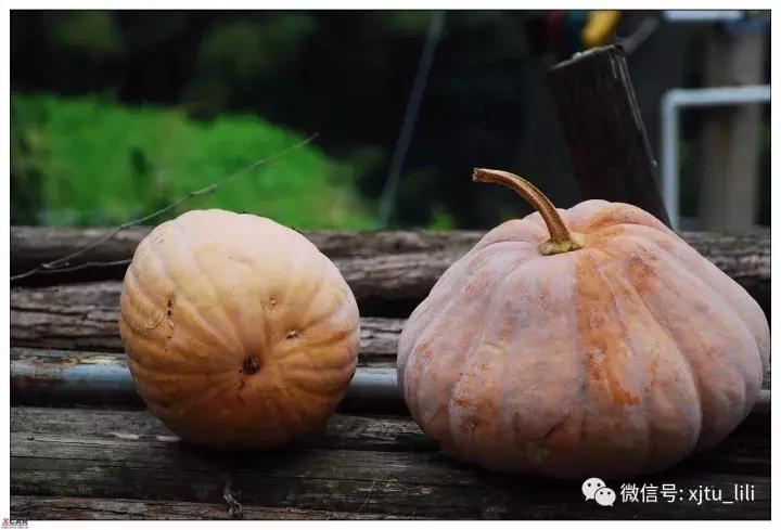 南瓜色的奔驰,奔驰南瓜马车