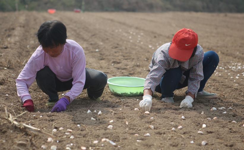 大蒜植株矮小,大蒜幼苗瘦小怎么回事