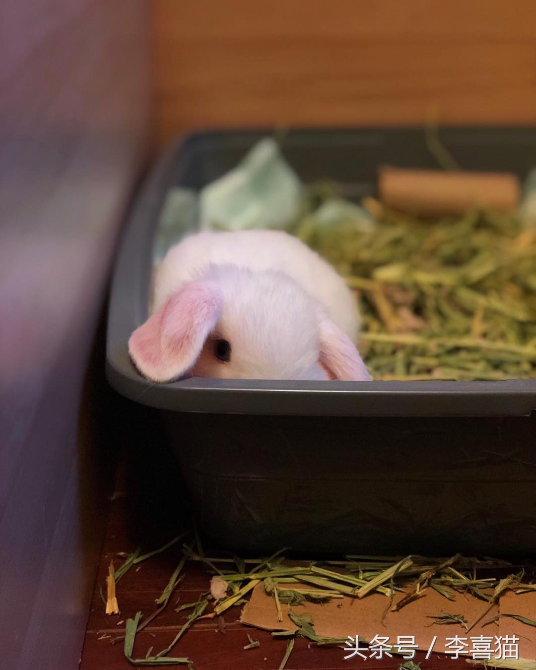 传说中的玉兔是不是嫦娥的宠物,中秋节的玉兔捣药