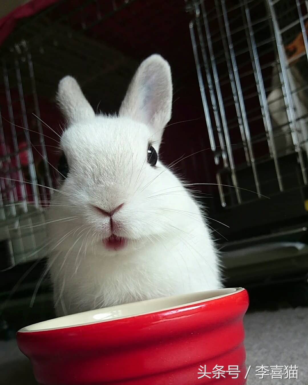 传说中的玉兔是不是嫦娥的宠物,中秋节的玉兔捣药