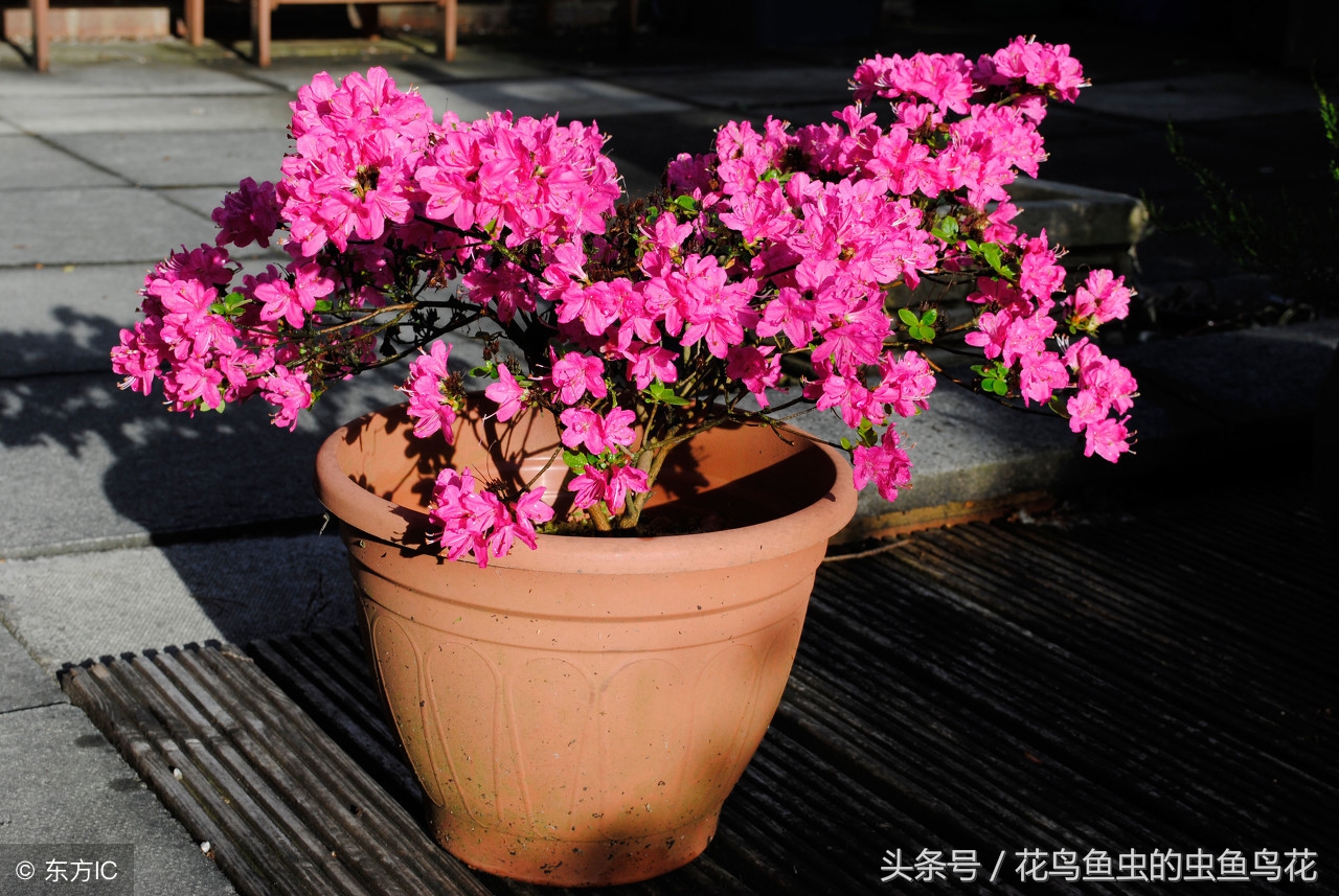 盆栽泡根的正确方法,盆栽如何做到不闷根