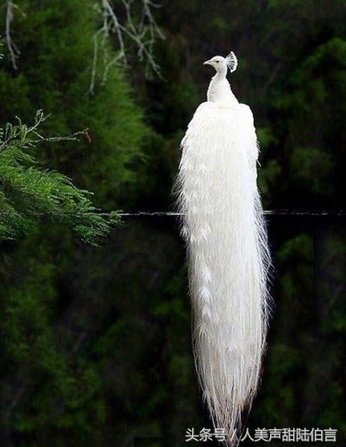 三国杀王异决意巾帼皮肤,汉献帝三国杀插画