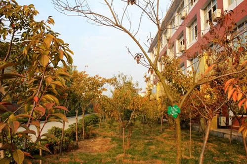 围绕秋天校园公交车站写一篇作文,秋天校园里花草树木的变化作文