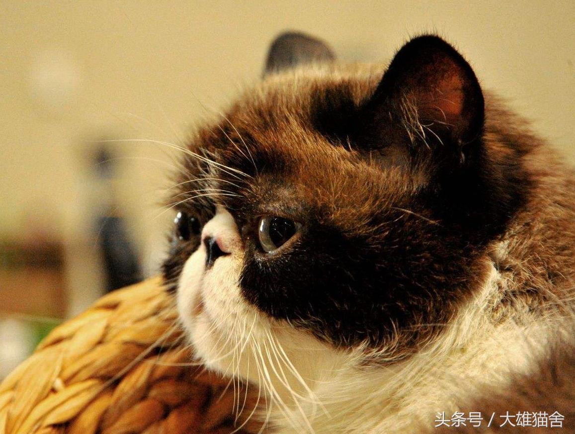 猫咪呕吐透明液体是怎么回事,猫咪呕吐透明液体是什么情况