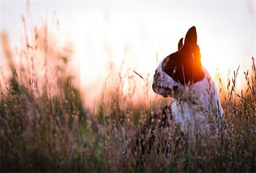 带着汪星人旅游,带汪星人旅游的视频