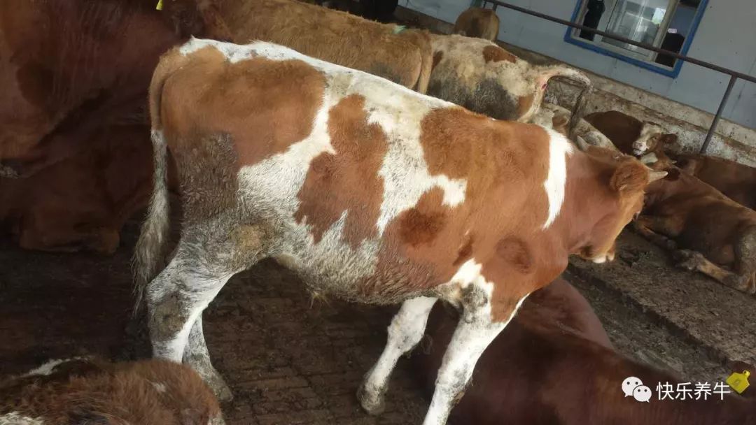 肉牛反复胀气怎么办,肉牛反复胀气怎么治疗