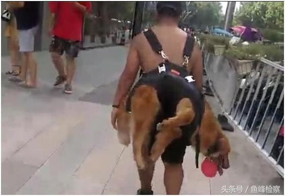 金毛被主人制裁,金毛玩累了躺在地上大喘气