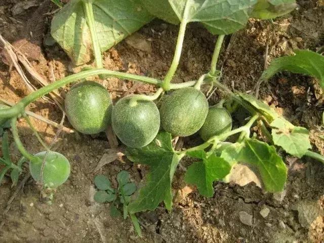 绵阳人讨厌的这个野果子，有人专门来捡赚钱……