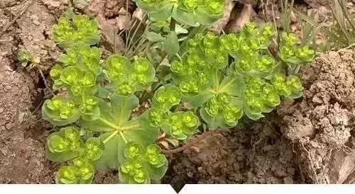 绵阳人讨厌的这个野果子，有人专门来捡赚钱……