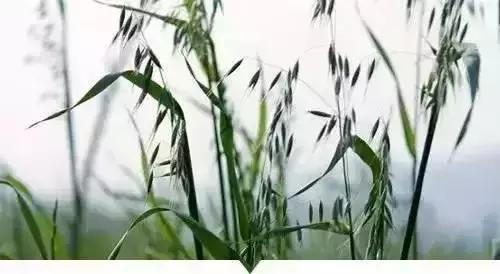 绵阳人讨厌的这个野果子，有人专门来捡赚钱……