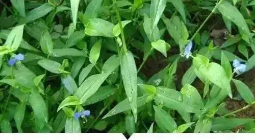 绵阳人讨厌的这个野果子，有人专门来捡赚钱……