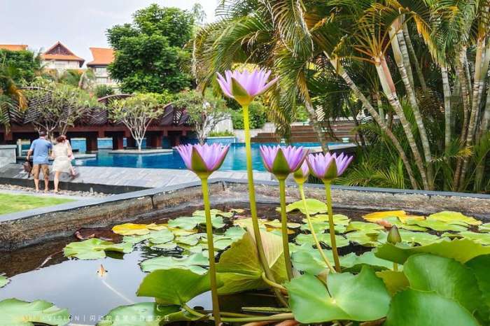 三亚海棠湾酒店推荐经济实惠,三亚海棠湾万丽酒店攻略