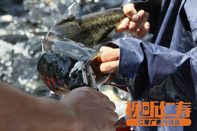 黑龙滩天然鱼菜品,仁寿黑龙滩美食打卡