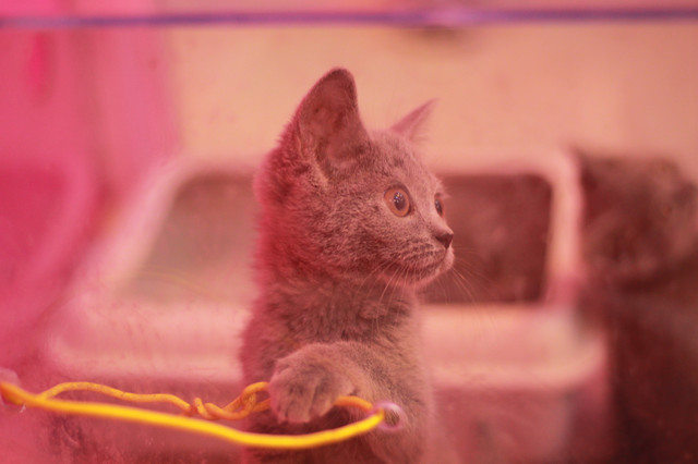 上海魔都奇妙减压馆,魔都减压视频完整版