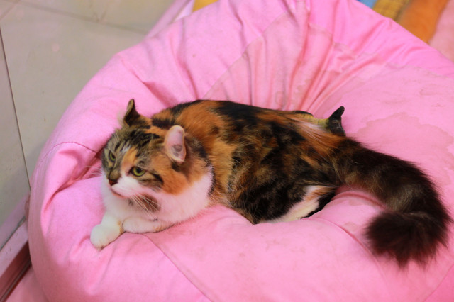 上海魔都奇妙减压馆,魔都减压视频完整版