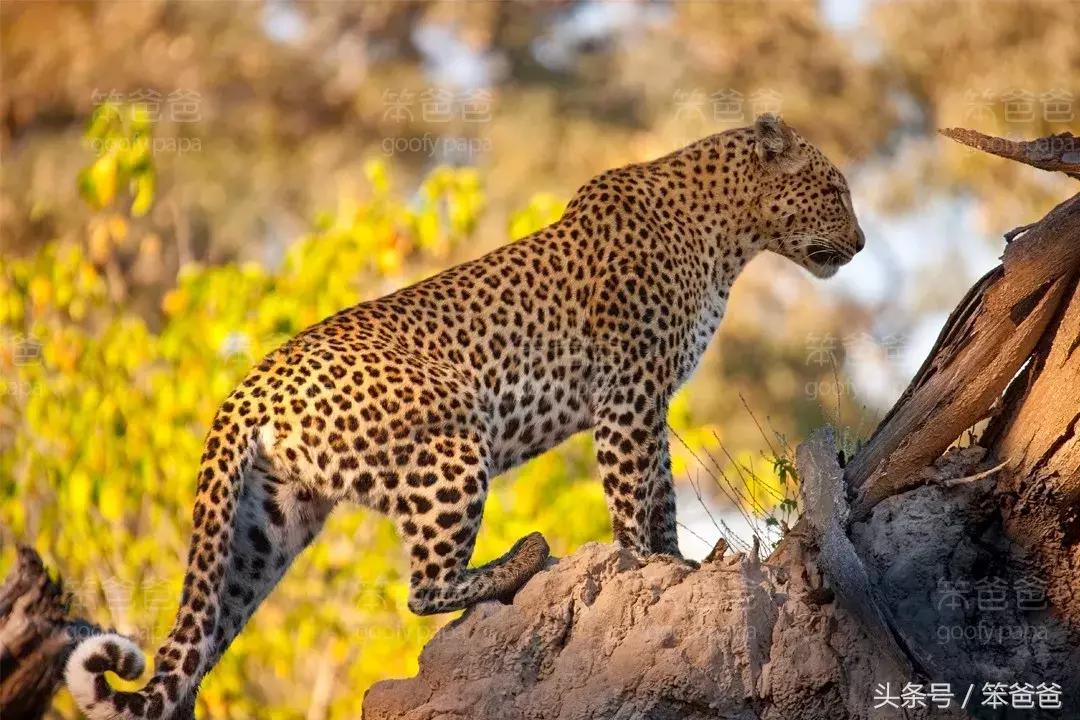 非洲大草原上五大兽之一：傲娇的花豹
