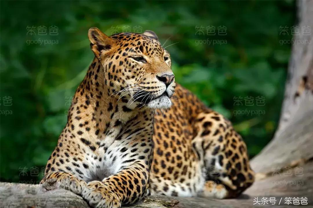 非洲大草原上五大兽之一：傲娇的花豹