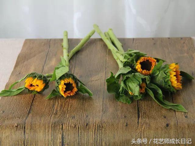 摘下来的向日葵如何养活,向日葵的养护方法和注意事项图文