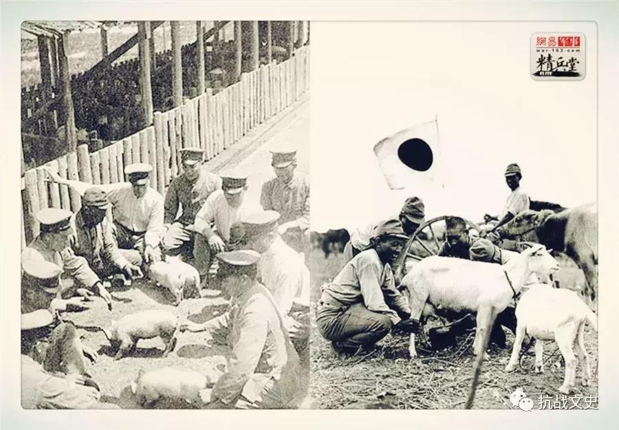 食人恶魔吃什么最好,二战时期日军的食人族