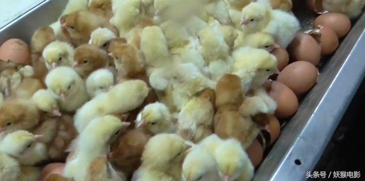 生活究竟有多么残酷,如果你觉得生活很苦不妨看一看