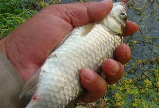 红虫蚯蚓颗粒配什么饵料钓鲫鱼,春季红虫蚯蚓饵料野钓哪个最好