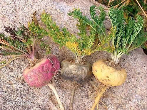 这南美喂牲口的菜,曾在我国卖到上万,现在每斤八块,你吃过吗?