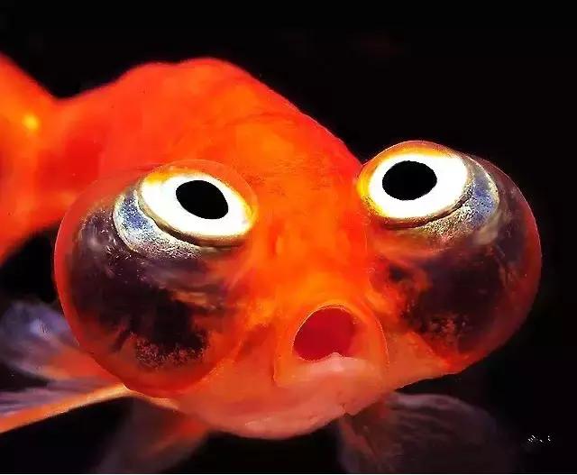 金鱼养眼,十大观赏小型金鱼