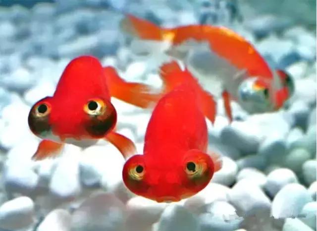 金鱼养眼,十大观赏小型金鱼