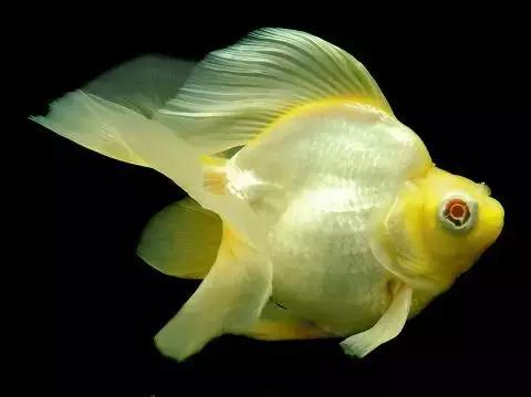 金鱼养眼,十大观赏小型金鱼